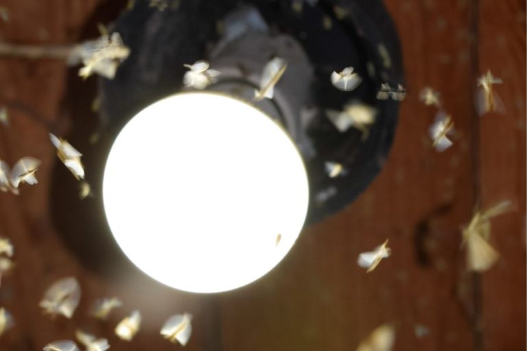 Night bugs flying around light bulb