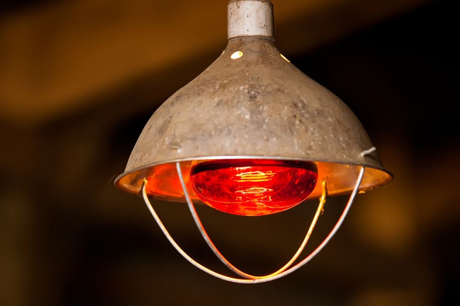 Red heat lamp in calving barn